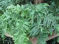 E. T. Fern, Frog Foot Fern / Polypodium formosanum 